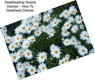 Deadheading Shasta Daisies – How To Deadhead Daisies