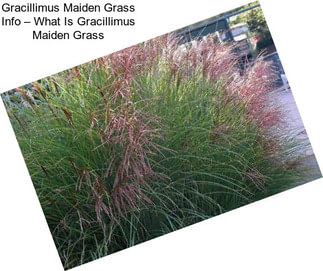 Gracillimus Maiden Grass Info – What Is Gracillimus Maiden Grass
