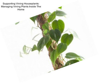 Supporting Vining Houseplants: Managing Vining Plants Inside The Home