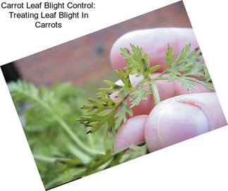 Carrot Leaf Blight Control: Treating Leaf Blight In Carrots