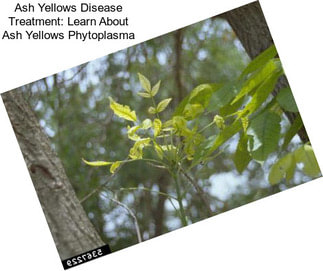 Ash Yellows Disease Treatment: Learn About Ash Yellows Phytoplasma