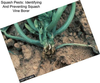 Squash Pests: Identifying And Preventing Squash Vine Borer