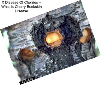 X Disease Of Cherries – What Is Cherry Buckskin Disease