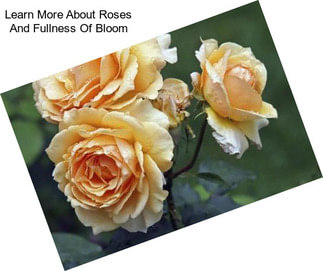 Learn More About Roses And Fullness Of Bloom