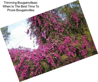 Trimming Bougainvilleas: When Is The Best Time To Prune Bougainvillea