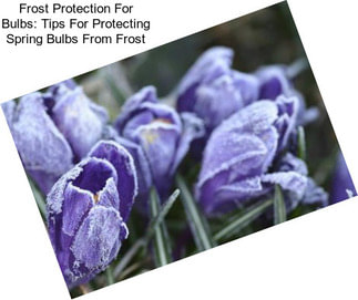 Frost Protection For Bulbs: Tips For Protecting Spring Bulbs From Frost