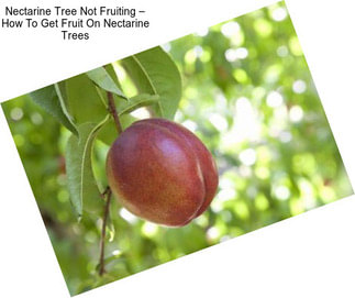 Nectarine Tree Not Fruiting – How To Get Fruit On Nectarine Trees