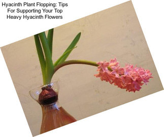 Hyacinth Plant Flopping: Tips For Supporting Your Top Heavy Hyacinth Flowers