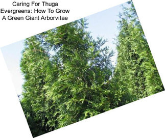 Caring For Thuga Evergreens: How To Grow A Green Giant Arborvitae