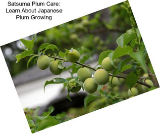 Satsuma Plum Care: Learn About Japanese Plum Growing