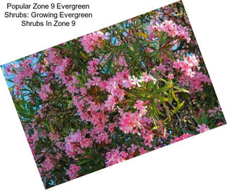 Popular Zone 9 Evergreen Shrubs: Growing Evergreen Shrubs In Zone 9