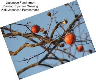 Japanese Persimmon Planting: Tips For Growing Kaki Japanese Persimmons