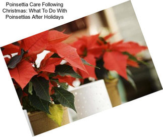 Poinsettia Care Following Christmas: What To Do With Poinsettias After Holidays