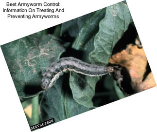 Beet Armyworm Control: Information On Treating And Preventing Armyworms