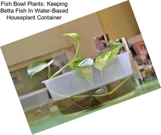 Fish Bowl Plants: Keeping Betta Fish In Water-Based Houseplant Container