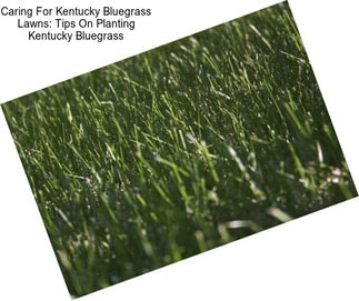 Caring For Kentucky Bluegrass Lawns: Tips On Planting Kentucky Bluegrass