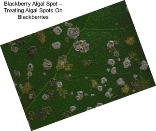 Blackberry Algal Spot – Treating Algal Spots On Blackberries