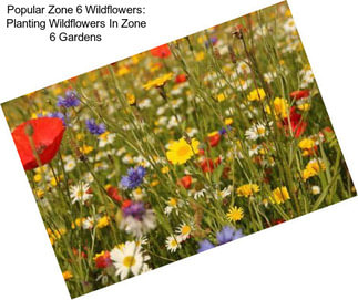 Popular Zone 6 Wildflowers: Planting Wildflowers In Zone 6 Gardens