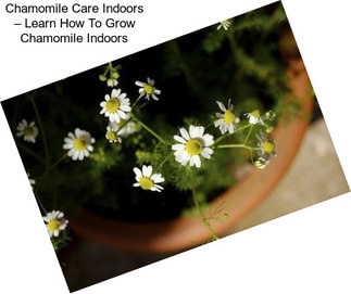 Chamomile Care Indoors – Learn How To Grow Chamomile Indoors