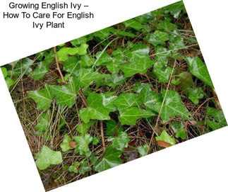 Growing English Ivy – How To Care For English Ivy Plant