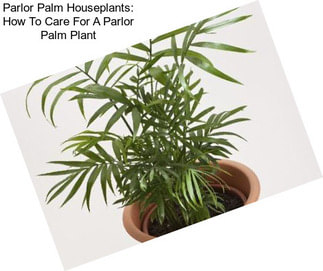 Parlor Palm Houseplants: How To Care For A Parlor Palm Plant