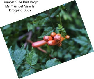 Trumpet Vine Bud Drop: My Trumpet Vine Is Dropping Buds