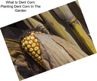 What Is Dent Corn: Planting Dent Corn In The Garden