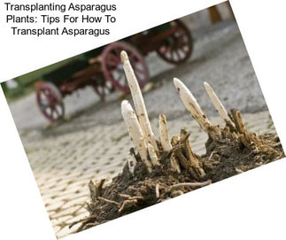 Transplanting Asparagus Plants: Tips For How To Transplant Asparagus