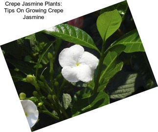 Crepe Jasmine Plants: Tips On Growing Crepe Jasmine