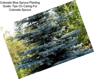 Colorado Blue Spruce Planting Guide: Tips On Caring For Colorado Spruce