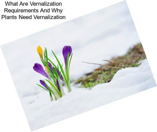 What Are Vernalization Requirements And Why Plants Need Vernalization