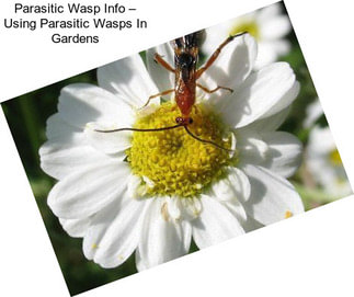 Parasitic Wasp Info – Using Parasitic Wasps In Gardens