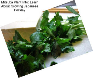 Mitsuba Plant Info: Learn About Growing Japanese Parsley