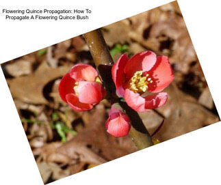 Flowering Quince Propagation: How To Propagate A Flowering Quince Bush