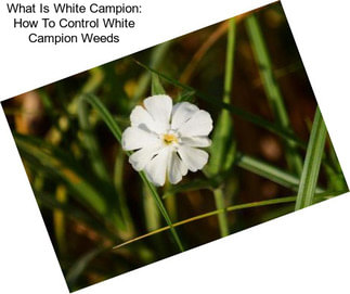 What Is White Campion: How To Control White Campion Weeds