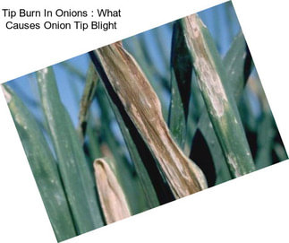 Tip Burn In Onions : What Causes Onion Tip Blight
