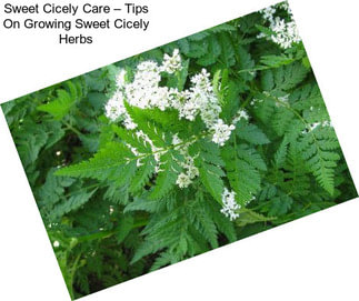 Sweet Cicely Care – Tips On Growing Sweet Cicely Herbs