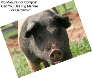 Pig Manure For Compost: Can You Use Pig Manure For Gardens?
