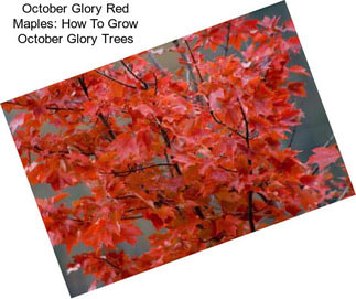 October Glory Red Maples: How To Grow October Glory Trees