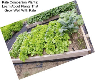 Kale Companion Plants: Learn About Plants That Grow Well With Kale