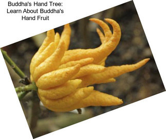 Buddha\'s Hand Tree: Learn About Buddha\'s Hand Fruit