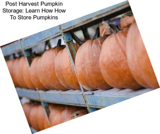 Post Harvest Pumpkin Storage: Learn How How To Store Pumpkins