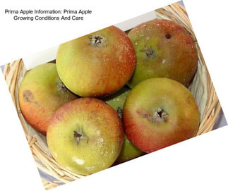 Prima Apple Information: Prima Apple Growing Conditions And Care