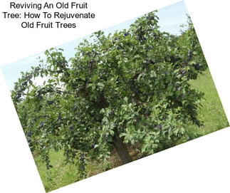 Reviving An Old Fruit Tree: How To Rejuvenate Old Fruit Trees