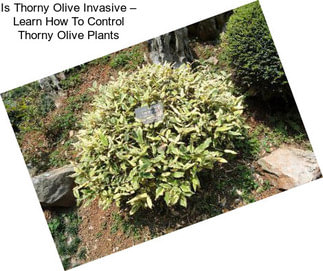 Is Thorny Olive Invasive – Learn How To Control Thorny Olive Plants