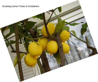 Growing Lemon Trees In Containers