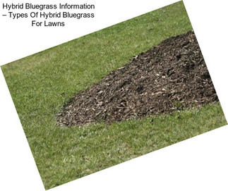 Hybrid Bluegrass Information – Types Of Hybrid Bluegrass For Lawns