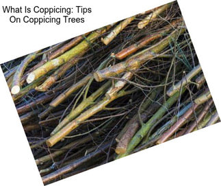 What Is Coppicing: Tips On Coppicing Trees