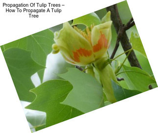 Propagation Of Tulip Trees – How To Propagate A Tulip Tree