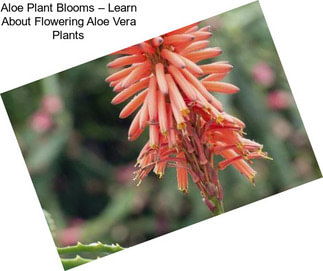 Aloe Plant Blooms – Learn About Flowering Aloe Vera Plants